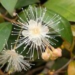 Syzygium paniculatum Kvet