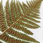 Dryopteris filix-masLeaf