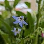 Borago pygmaea 花