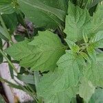 Physalis angulata Leaf