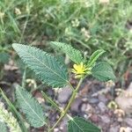 Corchorus hirtus ഇല