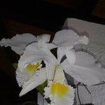 Cattleya gaskelliana 花