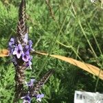 Lavandula canariensis Λουλούδι