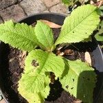 Primula japonica Blad