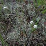 Noccaea caerulescens Hábito