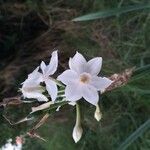 Narcissus papyraceusFlower