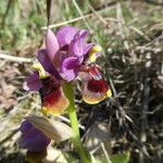 Ophrys tenthredinifera Цвят