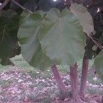 Pterospermum acerifolium Blad