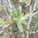 Salix alba Hostoa