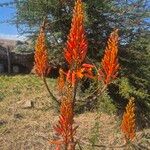 Aloe nderiana Wabuyele & L.E.Newton花