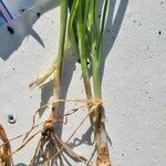 Allium barthianum Hoja