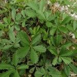 Potentilla reptansBlad