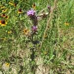 Liatris squarrosa Elinympäristö