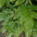 Berberis aquifolium Frunză