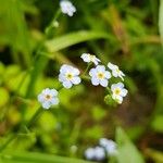 Myosotis scorpioidesBlomst