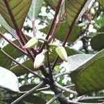 Elaeocarpus yateensis Çiçek