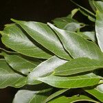 Lonchocarpus atropurpureus Feuille