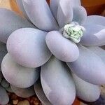 Pachyphytum oviferum 叶