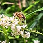 Ligustrum vulgare अन्य