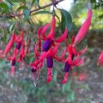 Fuchsia regia Flower