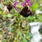 Ophrys holosericea Bloem