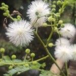 Acacia angustissima Blüte