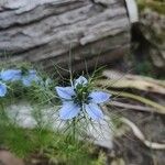 Nigella damascenaBlomma