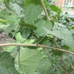 Hibiscus tiliaceus Bark