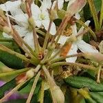 Rhododendron columbianum Flor