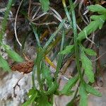 Asplenium seelosii Fruit