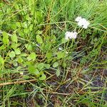 Valeriana dioica موطن