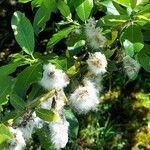 Salix hastata पत्ता