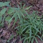 Pteris cretica Habitus