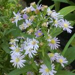 Aster ageratoides Blomst