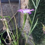 Eudianthe coeli-rosa Flower