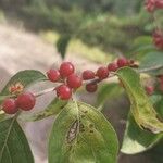 Lonicera maackii Fruit