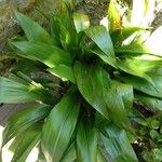 Aspidistra elatior ഇല