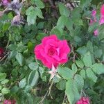 Rosa pendulinaΛουλούδι