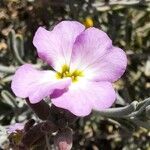 Marcus-kochia littorea Flower