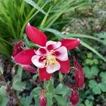 Aquilegia alpinaFlower