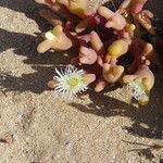 Mesembryanthemum cryptanthum Flor