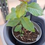 Salix auritaΦύλλο