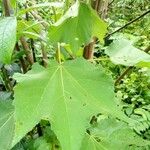 Triumfetta cordifolia Leaf