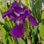 Iris × germanica फूल