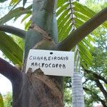 Chambeyronia macrocarpa List