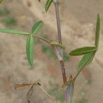 Trifolium strictum Feuille