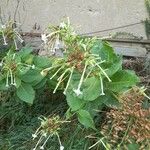 Nicotiana sylvestris Blomma