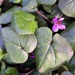 Cyclamen coum पत्ता