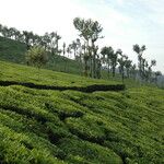 Camellia sinensis Habitus