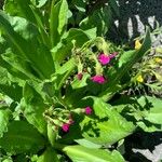 Primula parryi Flower